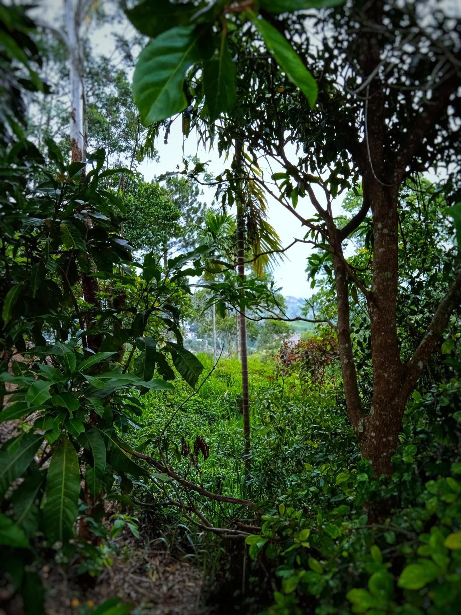 New Rose Villa Bandarawela เอลลา ภายนอก รูปภาพ